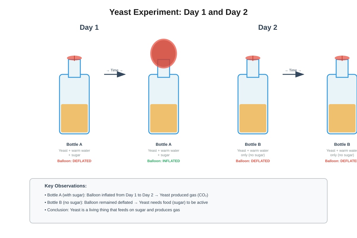 Experimental Setup for Q16 (P3 Science)