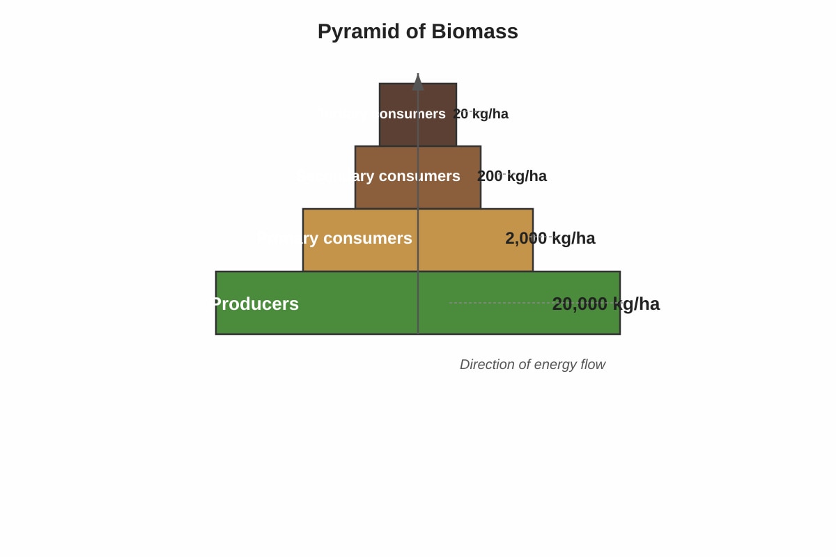Diagram for Q11 (ALEVEL Biology H1)