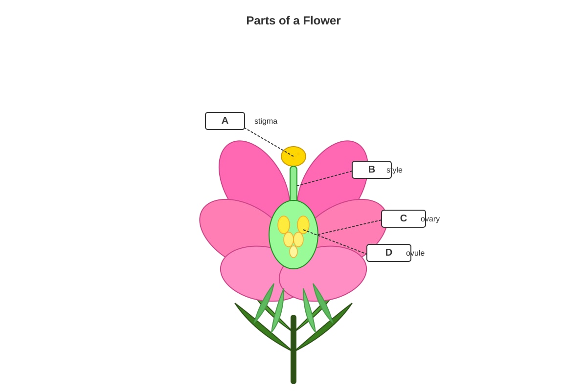 Diagram for Q13 (P5 Science)