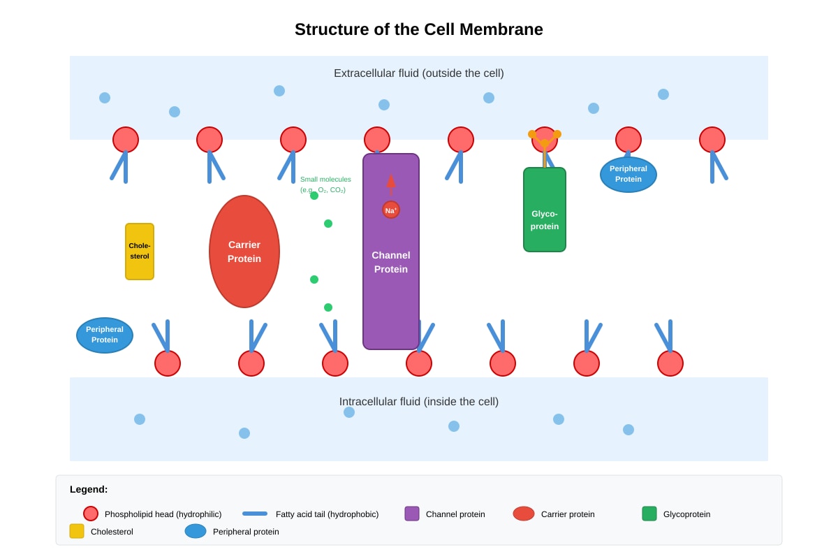 Diagram for placeholder 4 (OLEVEL Biology)