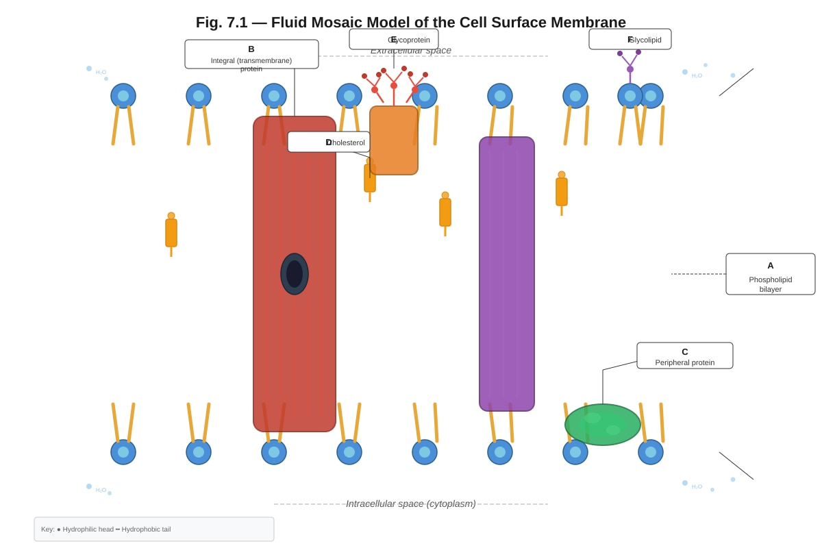 Diagram for Q7 (ALEVEL Biology H2)