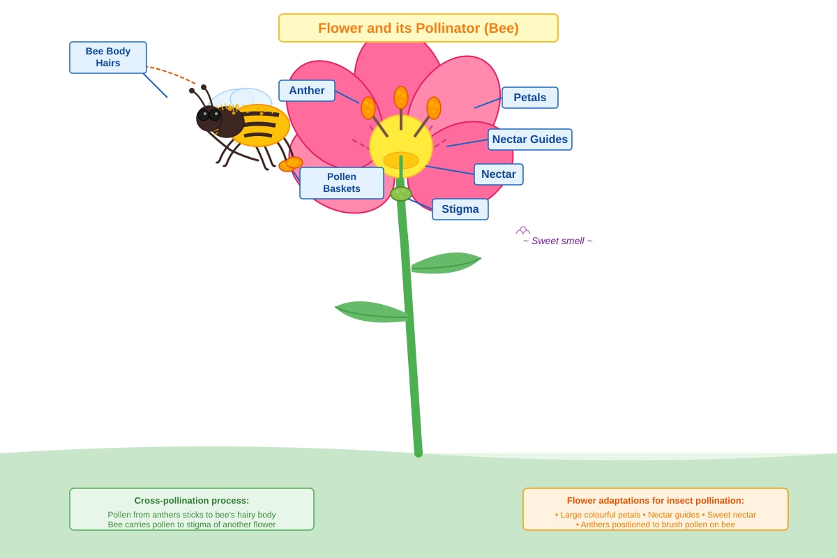Diagram for Q18 (P6 Science)