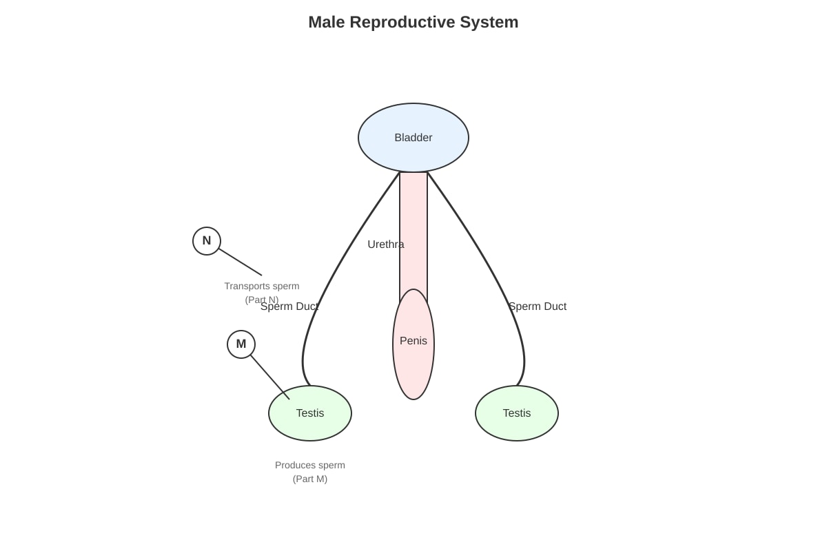 Diagram for Q27 (P5 Science)