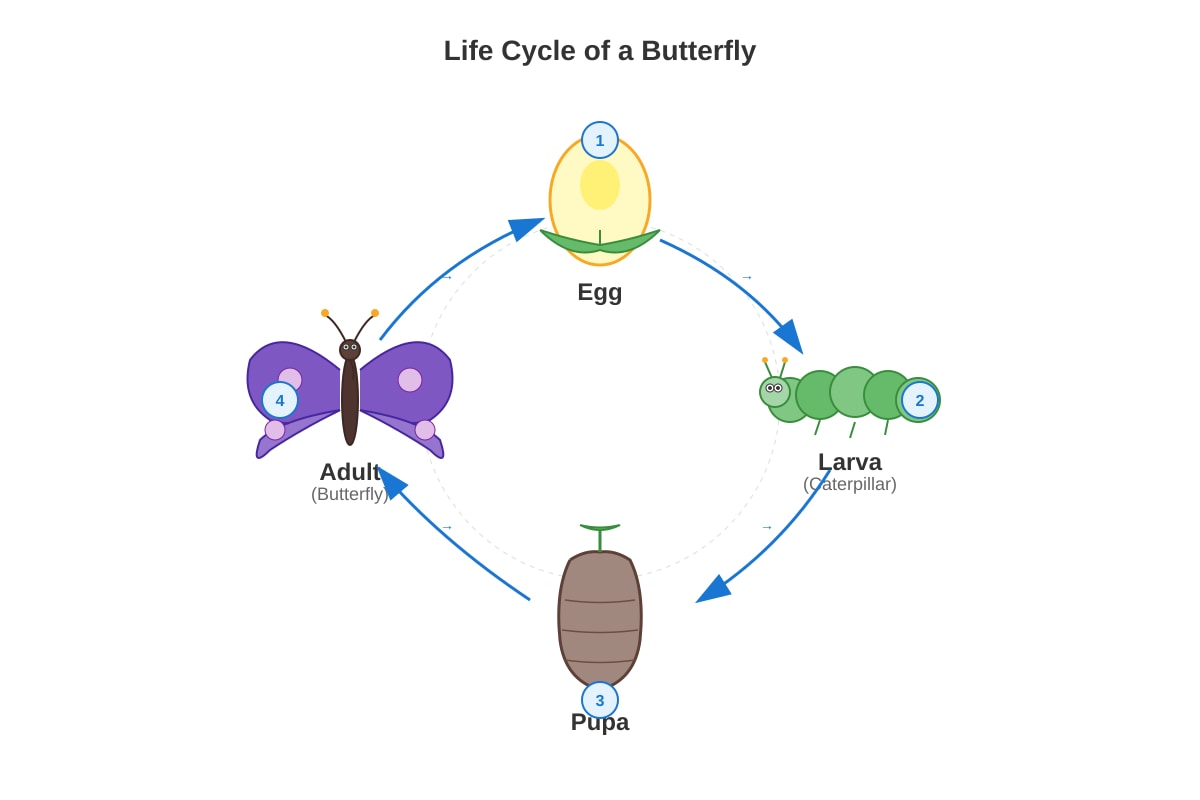 Diagram for Q9 (P5 Science)