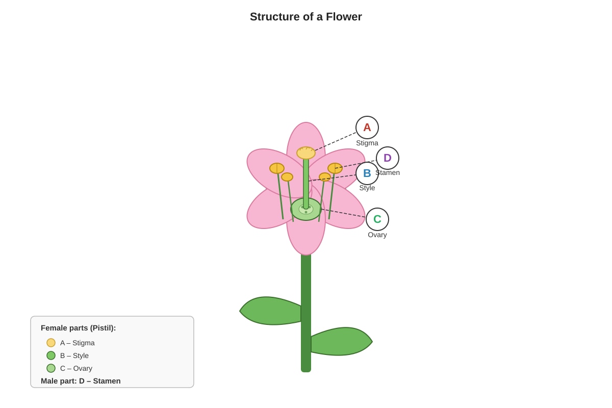 Diagram for Q21 (P5 Science)