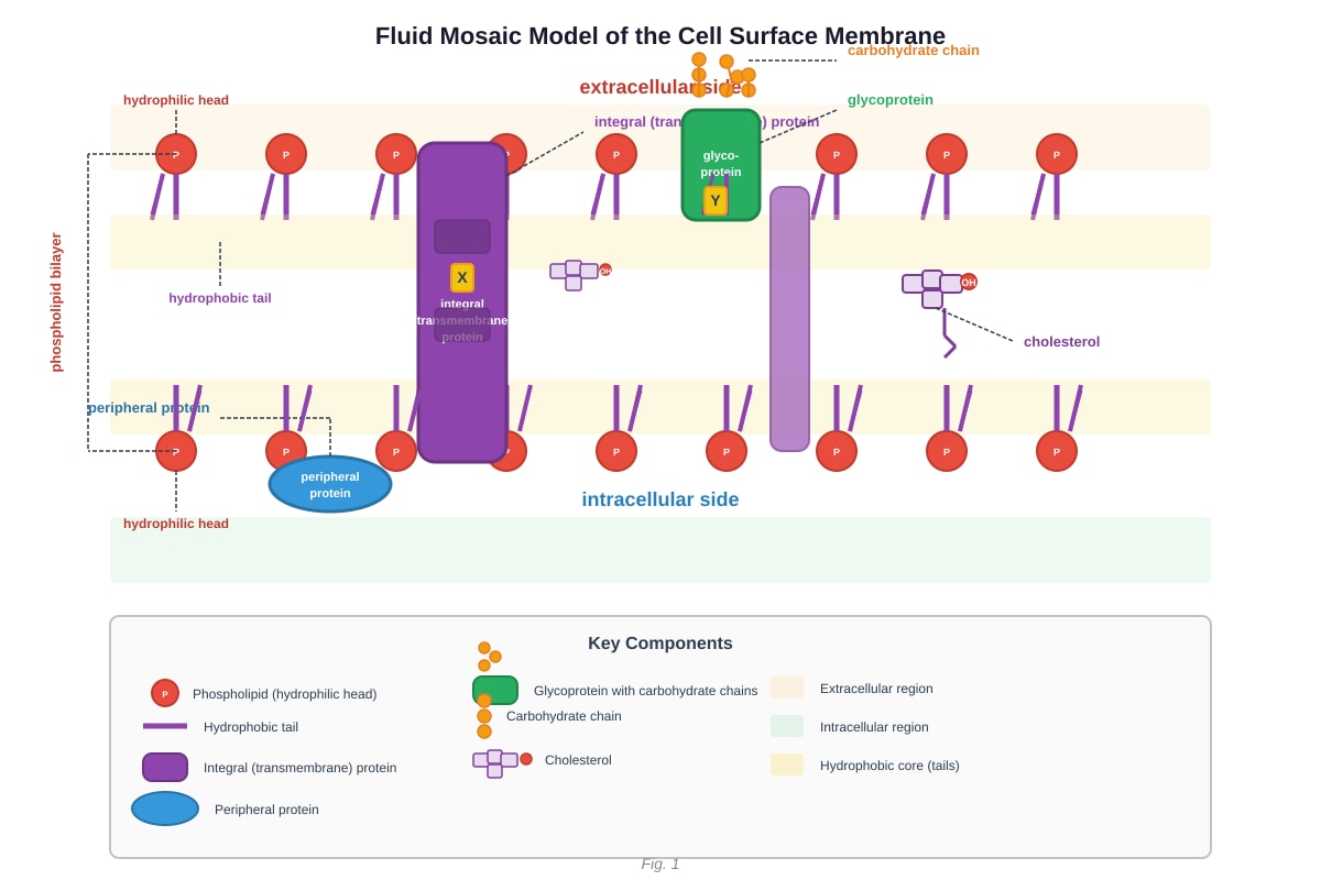 Diagram for Q2 (ALEVEL Biology H1)
