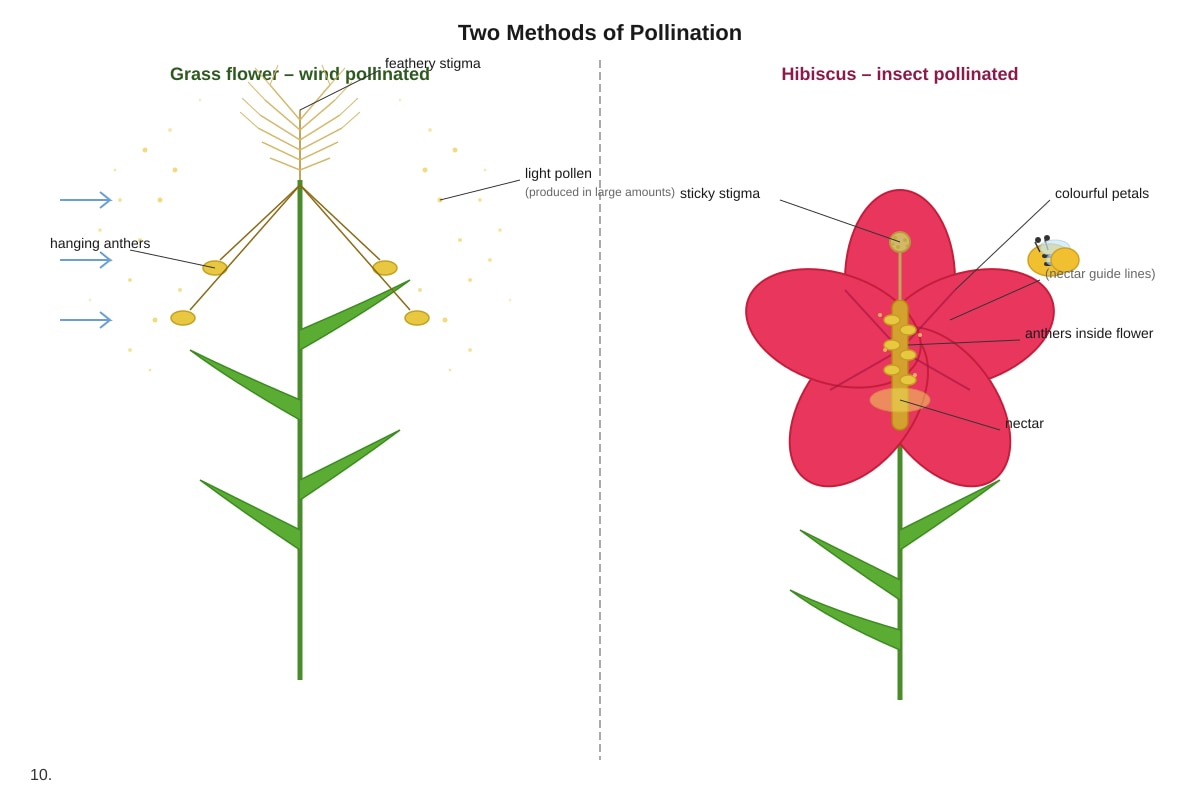 Diagram for Q10 (P6 Science)