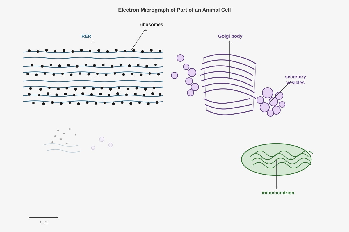 Diagram for Q14 (SEC3 Biology)