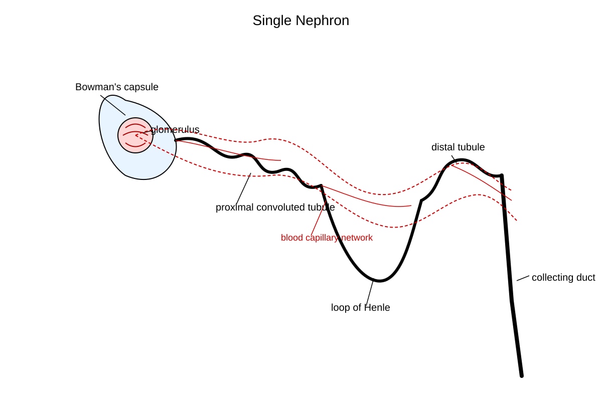 Diagram for Q20 (OLEVEL Biology)