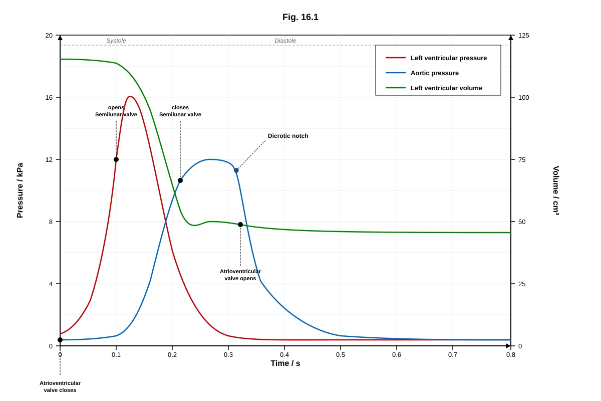 Graph for Q16 (ALEVEL Biology H1)