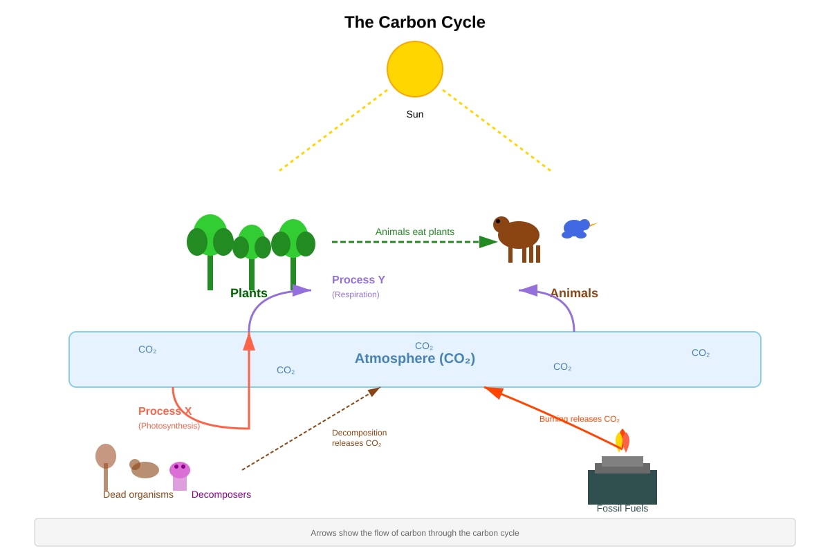 Diagram for Q27 (P6 Science)