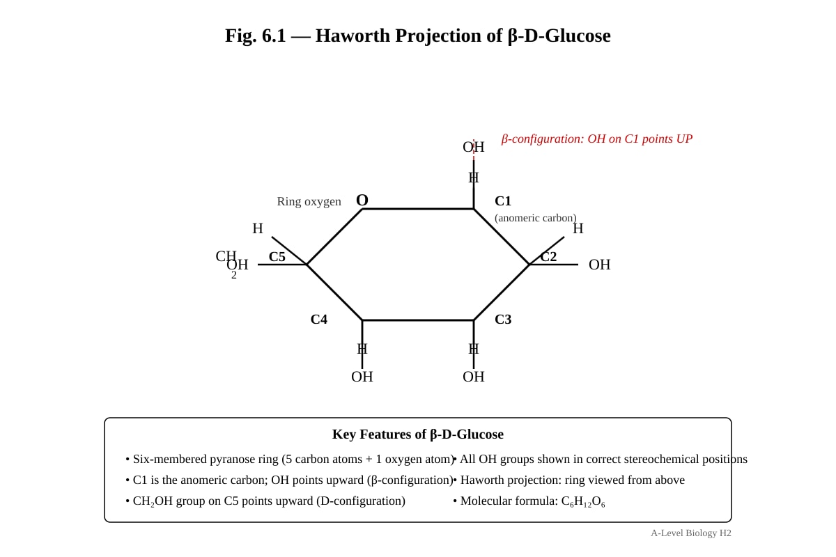 Diagram for Q6 (ALEVEL Biology H2)