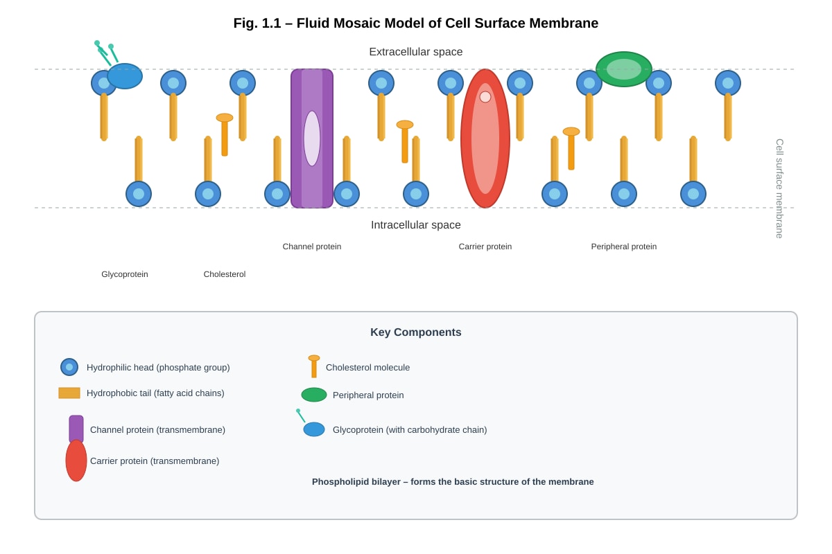Diagram for placeholder 1 (ALEVEL Biology H2)