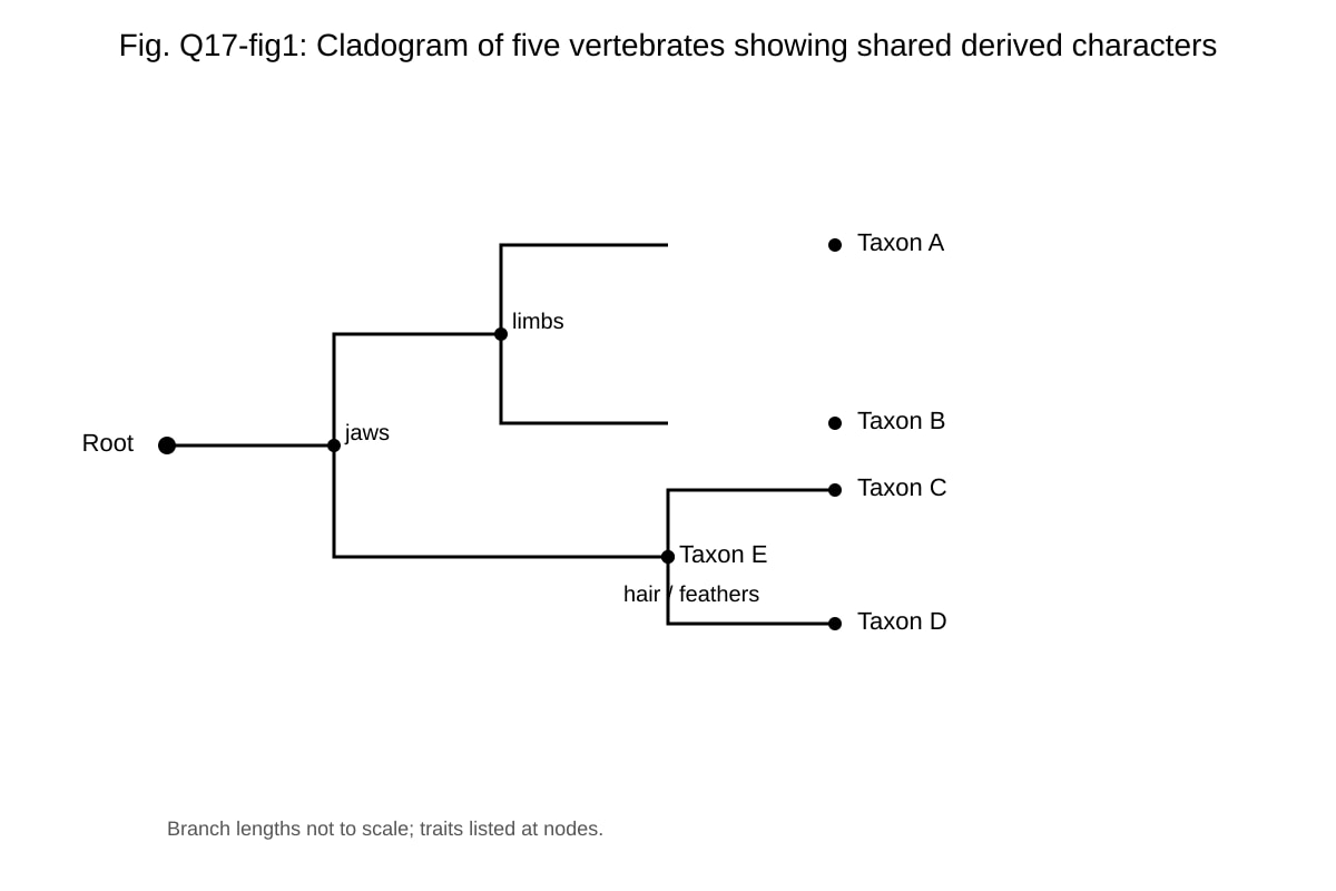 Diagram for Q17 (ALEVEL Biology H2)