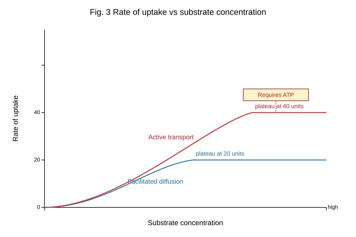 Graph for Q11 (ALEVEL Biology H2)