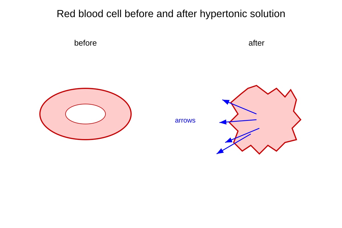 Diagram for Q14 (SEC4 Pure Biology)