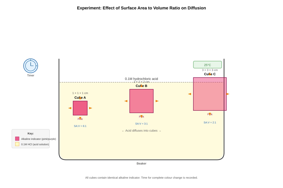 Experimental Setup for Q18 (SEC3 Biology)