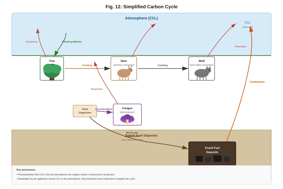 Diagram for Q12 (ALEVEL Biology H1)