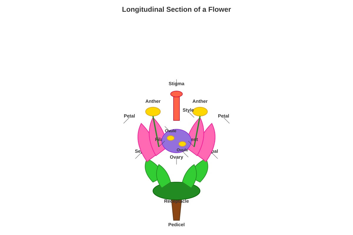 Diagram for Q22 (P6 Science)