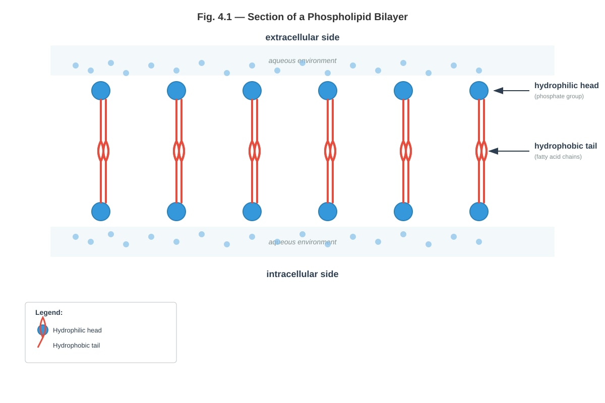 Diagram for Q4 (ALEVEL Biology H1)