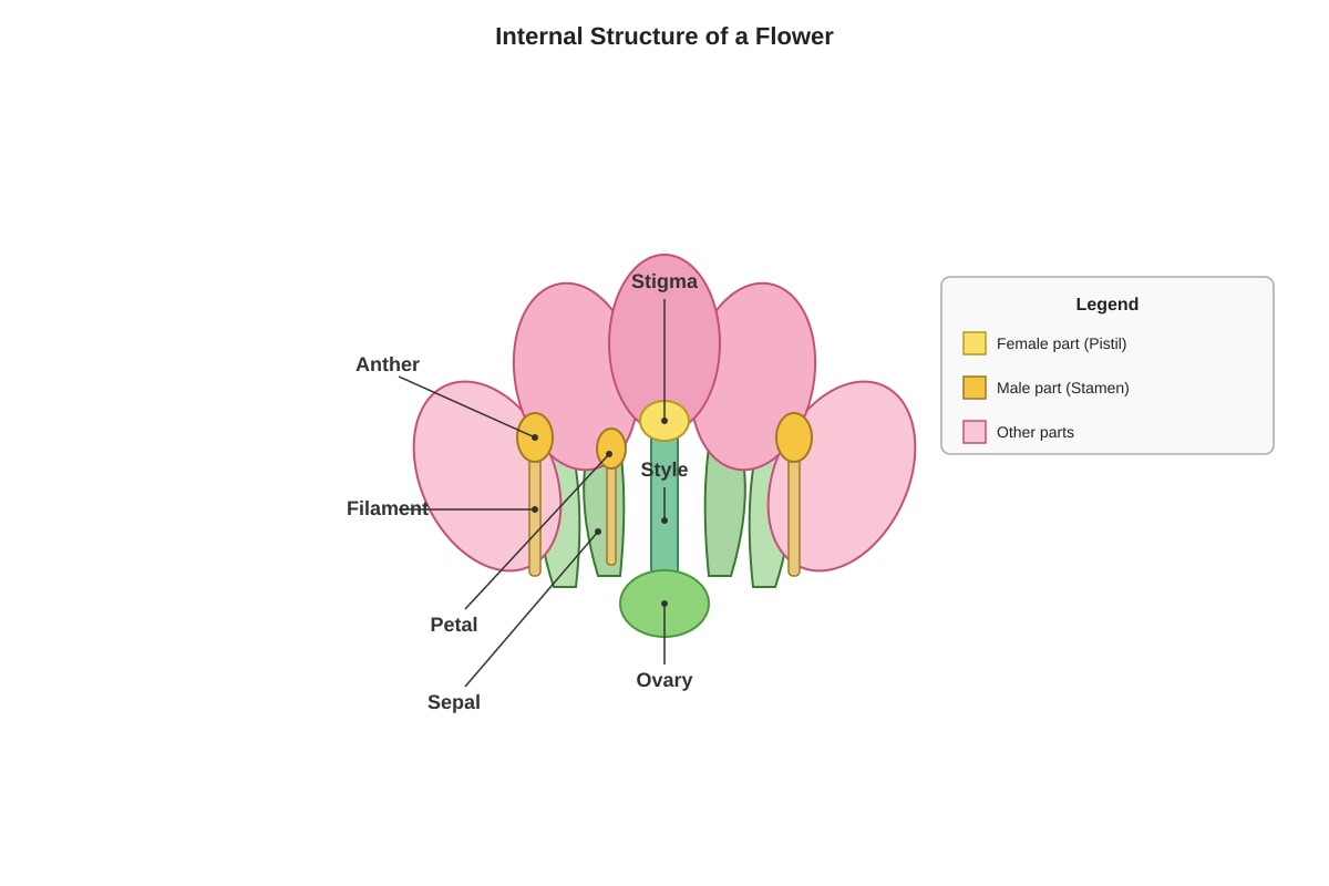 Diagram for Q35 (P6 Science)