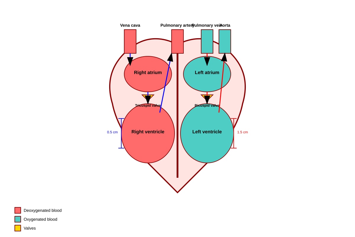 Diagram for Q13 (P6 Science)