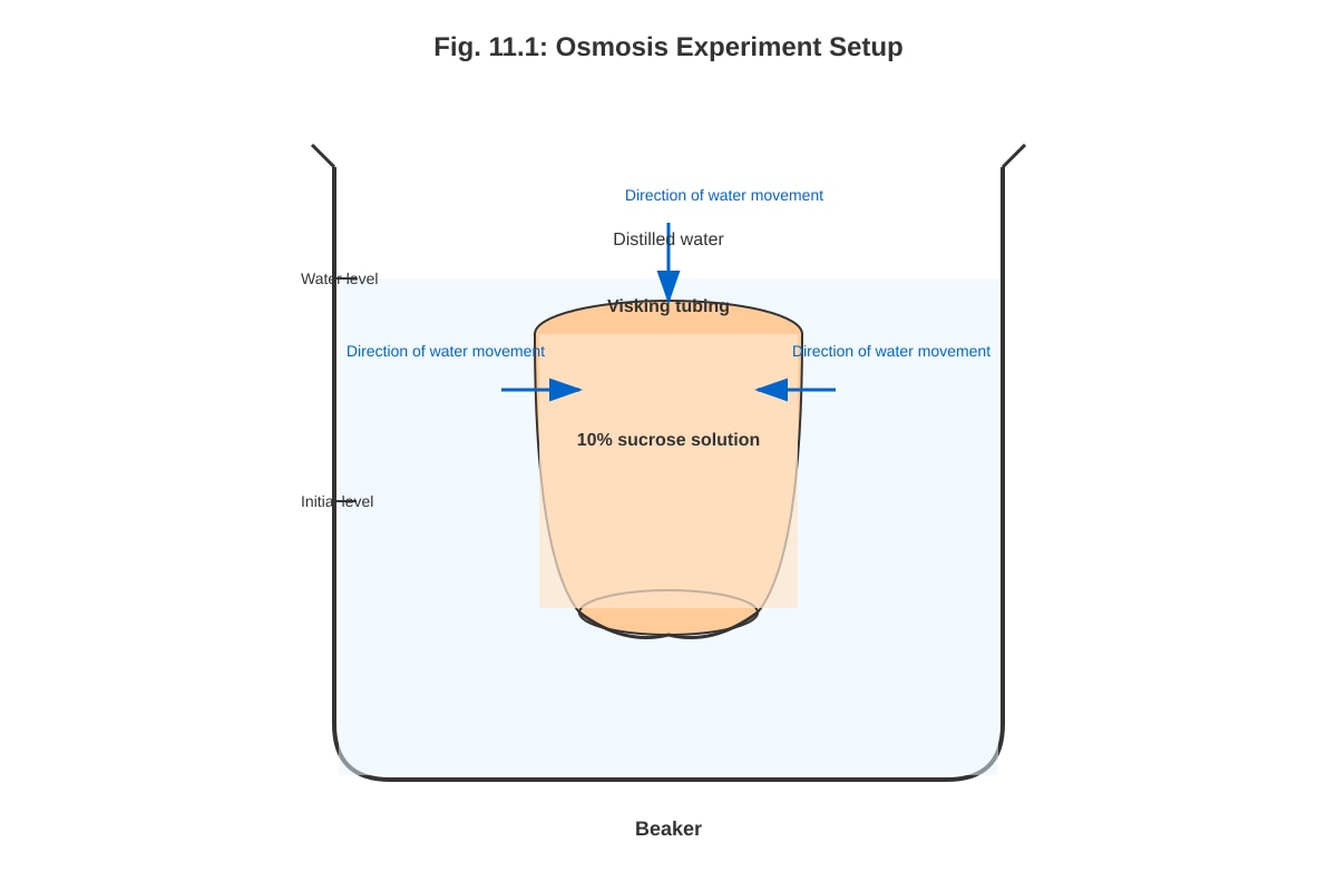 Diagram for Q11 (ALEVEL Biology H1)