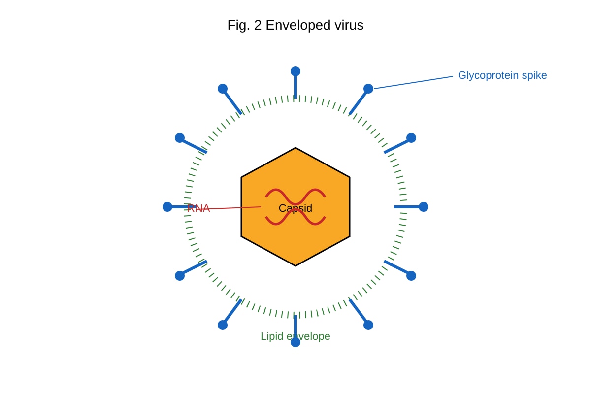 Diagram for Q7 (ALEVEL Biology H2)