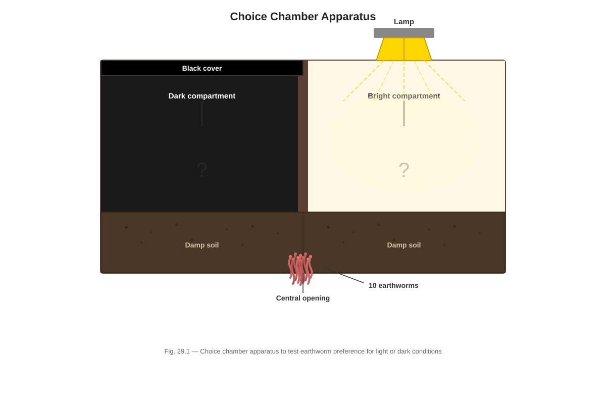 Experimental Setup for Q29 (P4 Science)