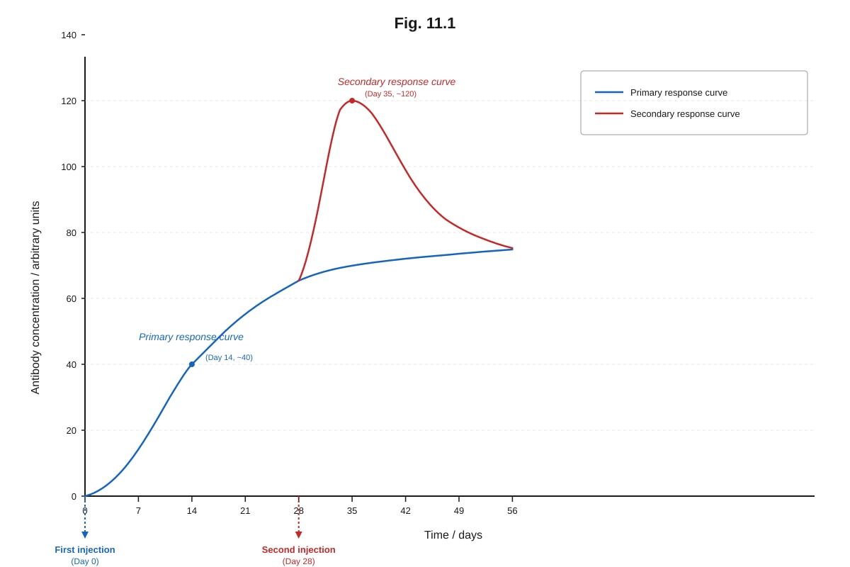 Graph for Q11 (ALEVEL Biology H1)