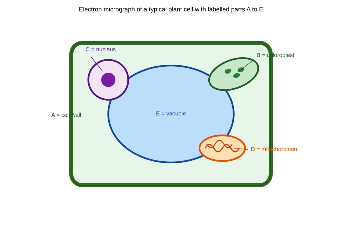Diagram for Q8 (SEC4 Pure Biology)