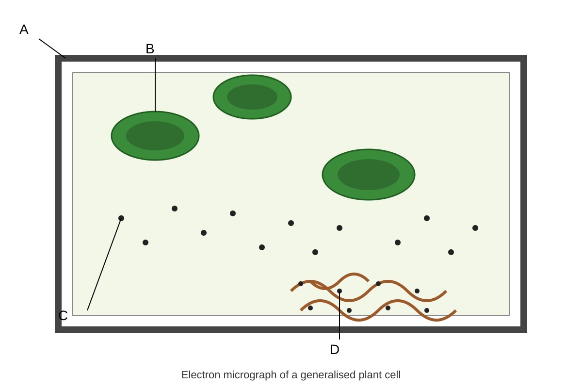 Diagram for Q11 (SEC4 Pure Biology)