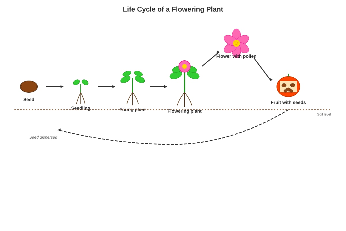 Diagram for Q6 (P3 Science)