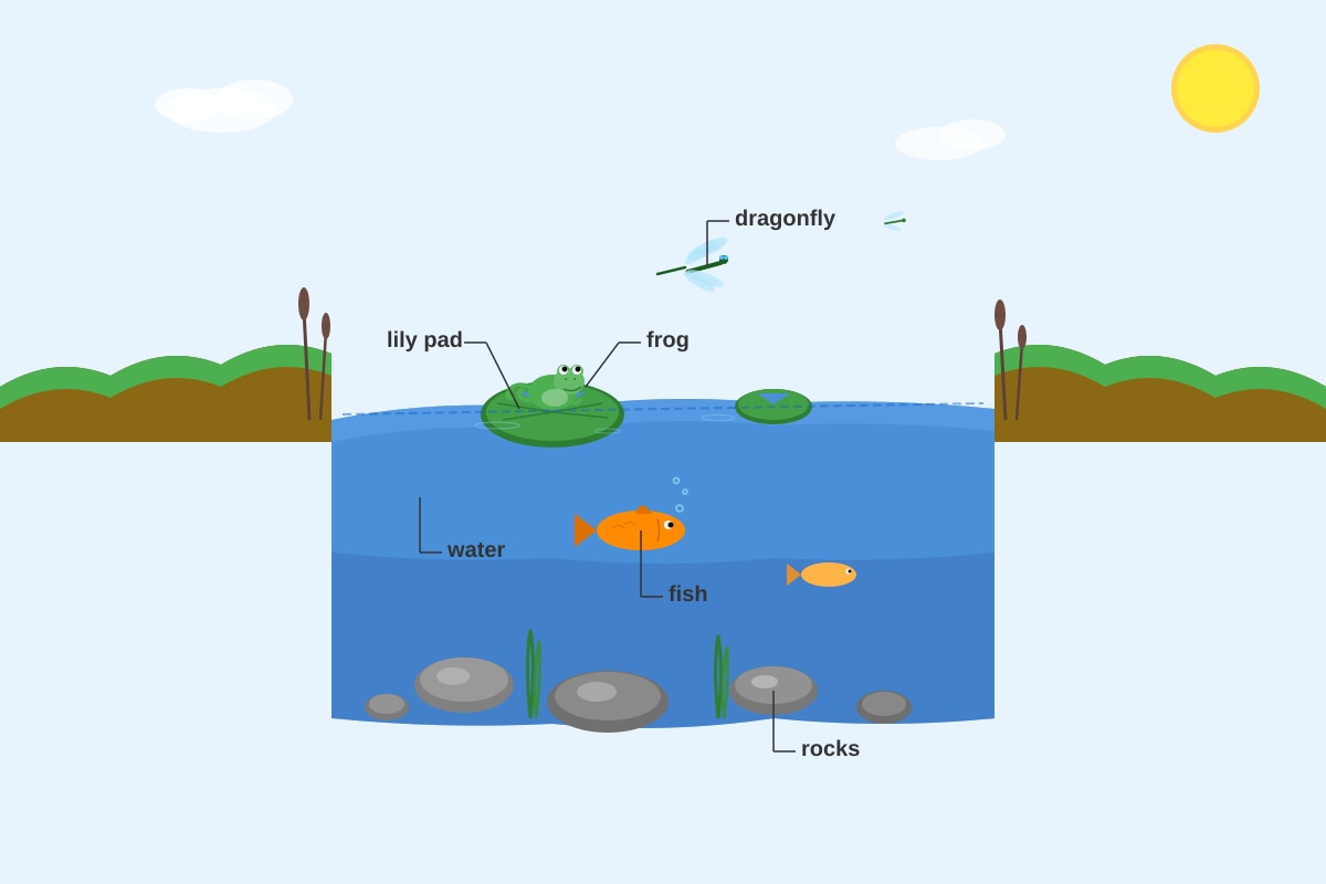 Diagram for Q13 (P4 Science)