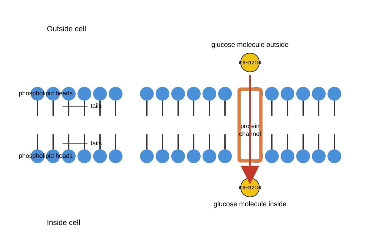 Diagram for Q10 (SEC4 Combined Sci Bio)