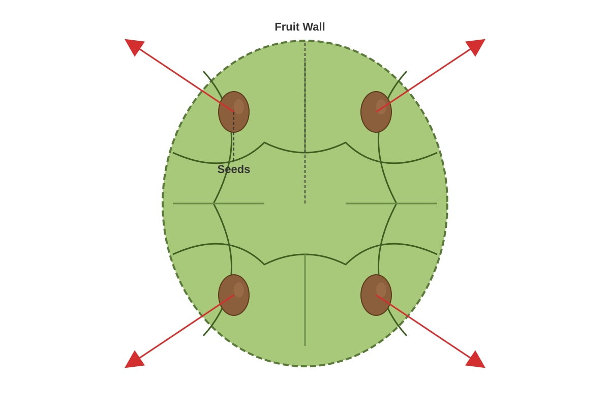 Diagram for Q12 (P5 Science)