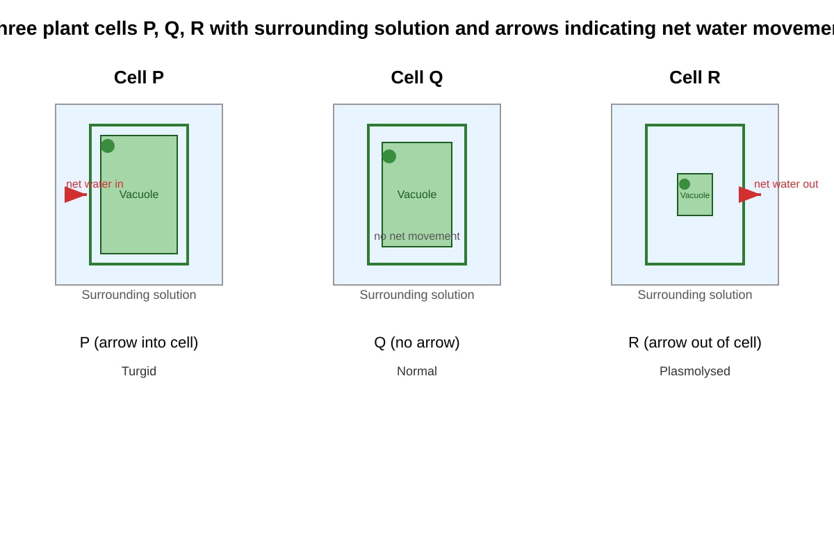 Diagram for Q11 (SEC4 Pure Biology)