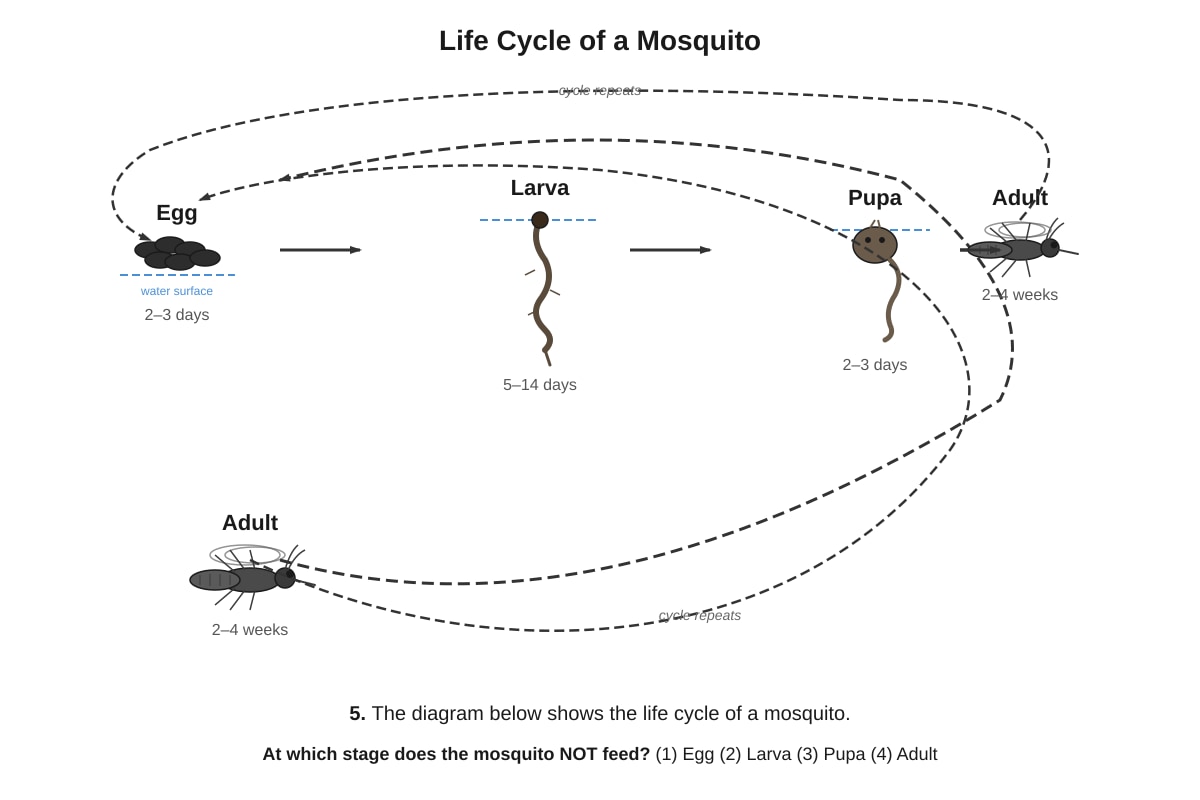 Diagram for Q5 (P6 Science)