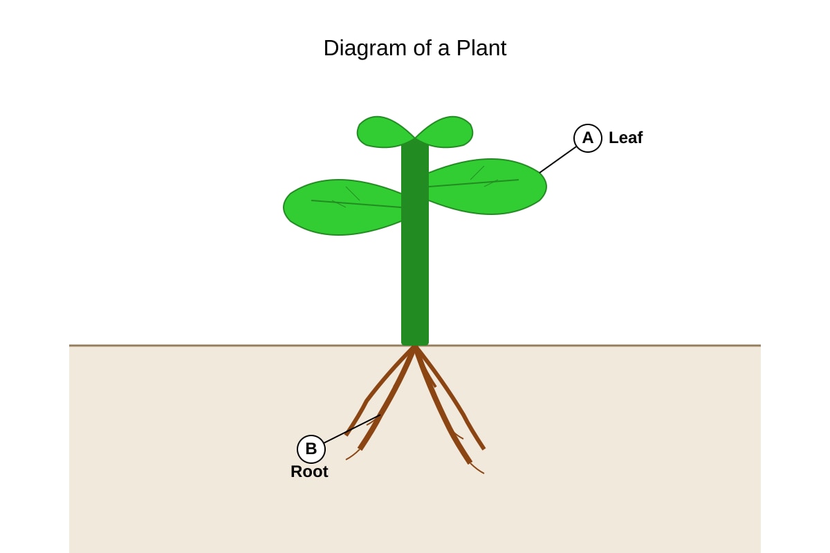 Diagram for Q11 (P4 Science)