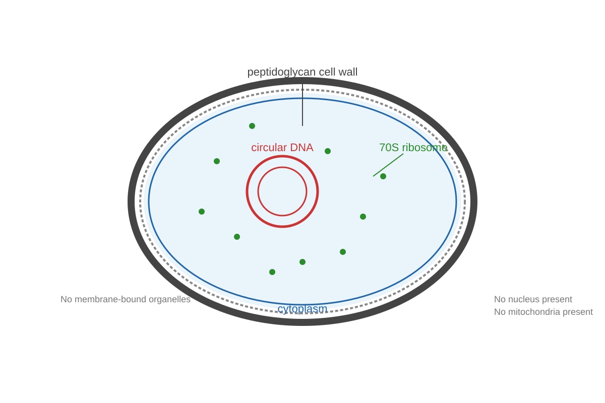 Diagram for 5 (ALEVEL Biology H1)