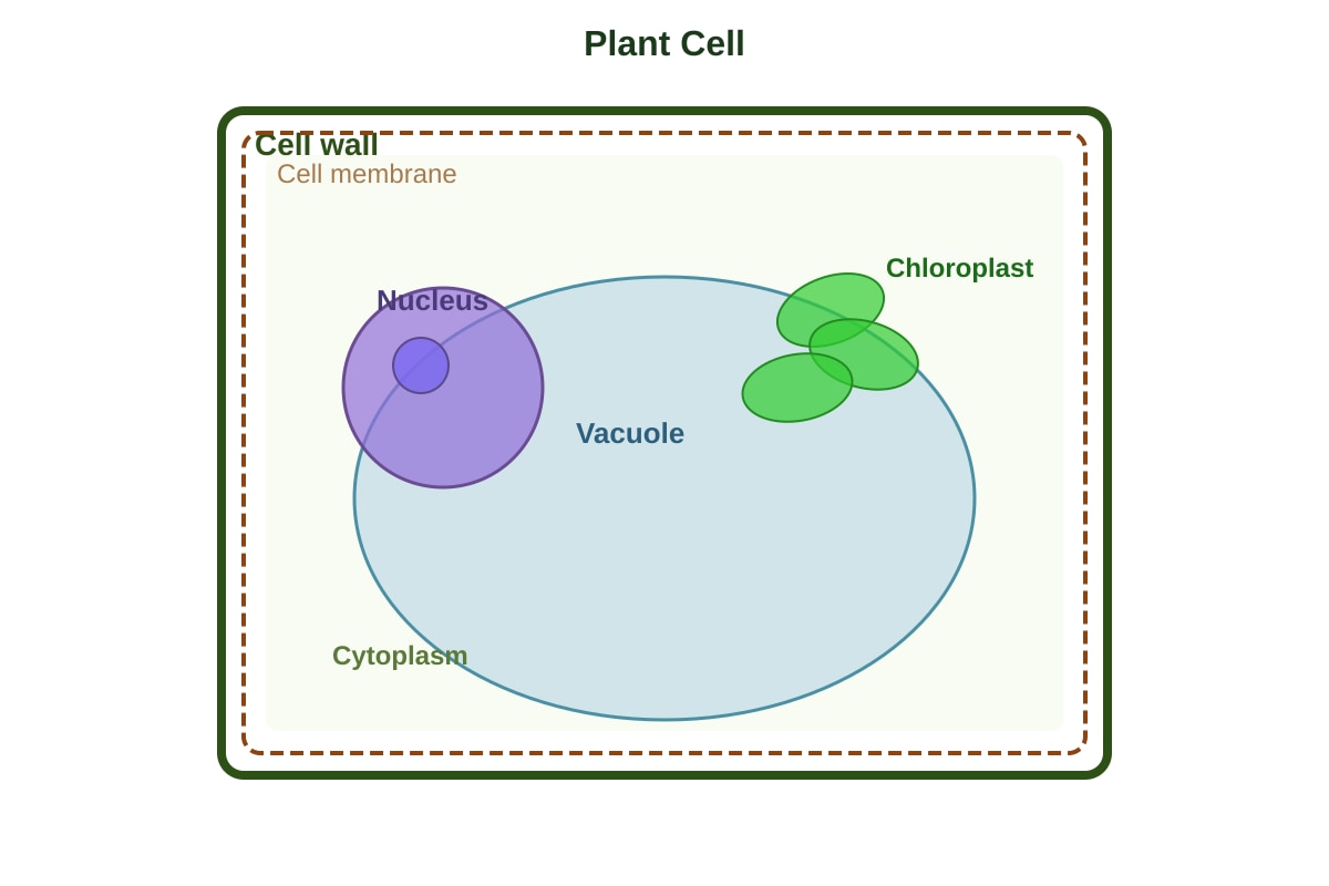 Diagram for Q3 (P6 Science)