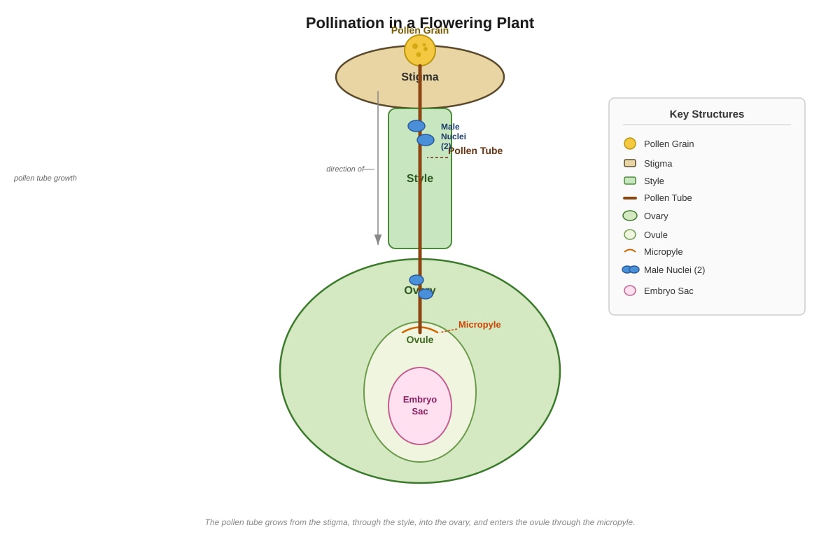 Diagram for Q16 (P6 Science)