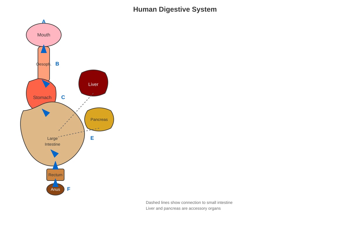 Diagram for Q1 (P6 Science)