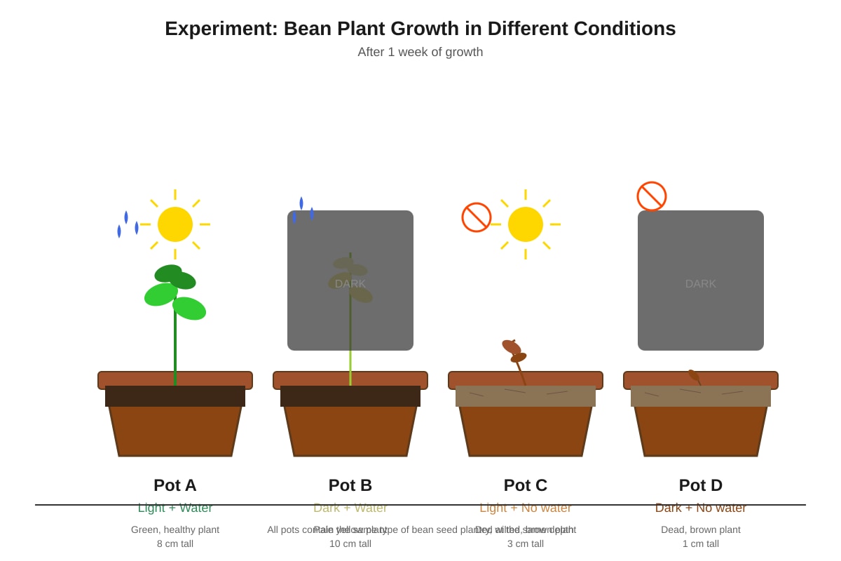 Experimental Setup for Q24 (P6 Science)