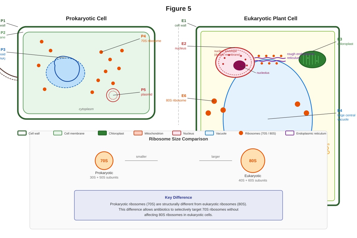 Diagram for Q17 (ALEVEL Biology H2)