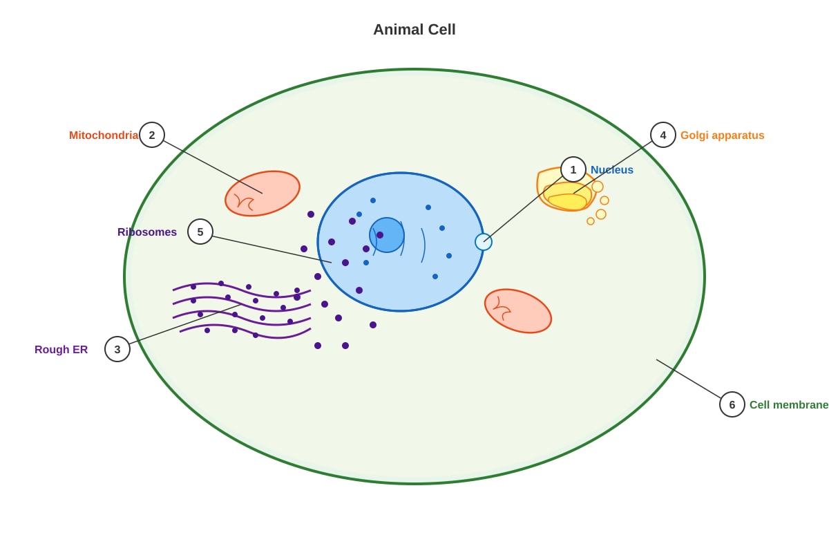 Diagram for placeholder 1 (SEC3 Biology)