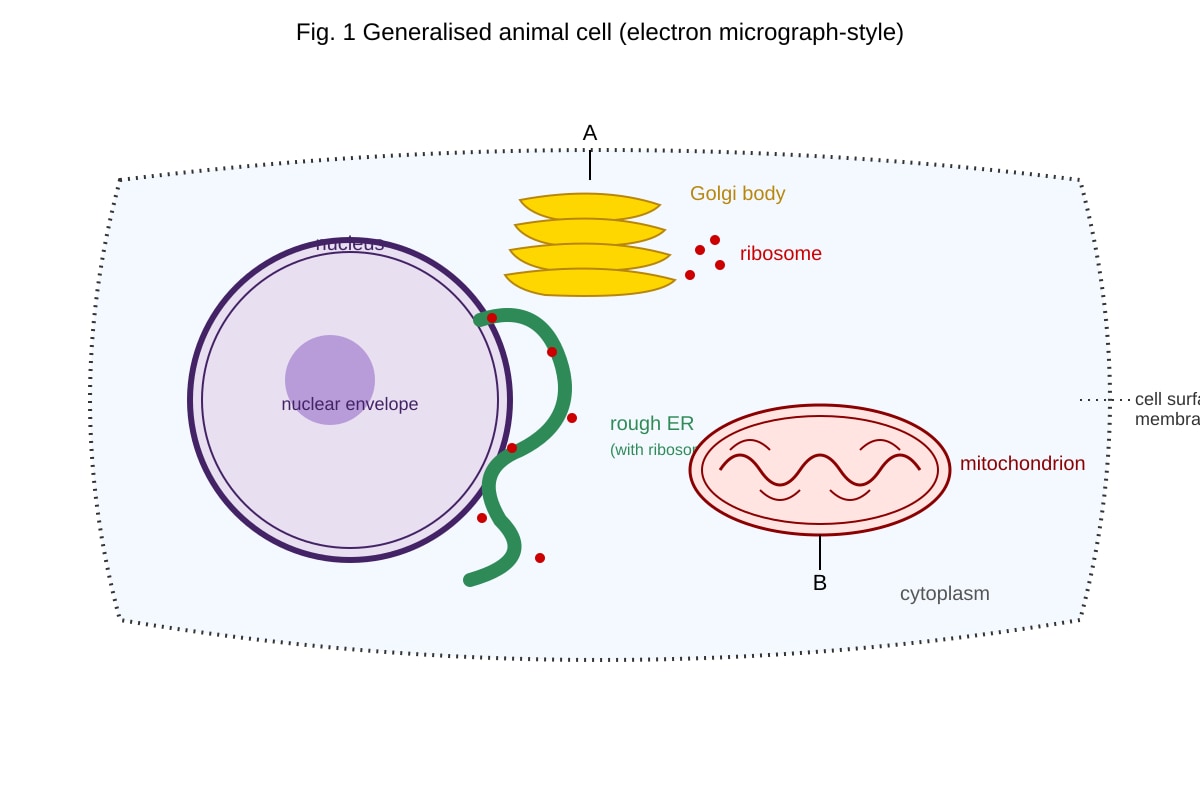 Diagram for Q2 (ALEVEL Biology H2)