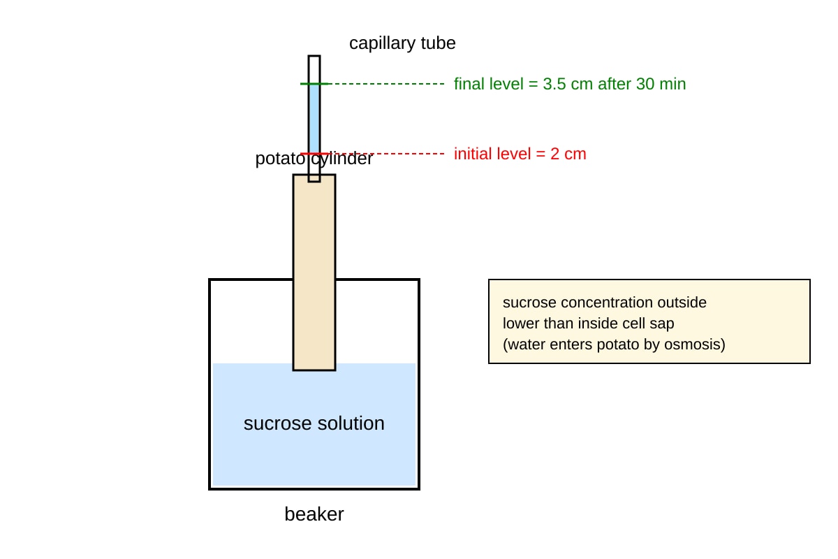 Experimental Setup for Q11 (OLEVEL Combined Science)