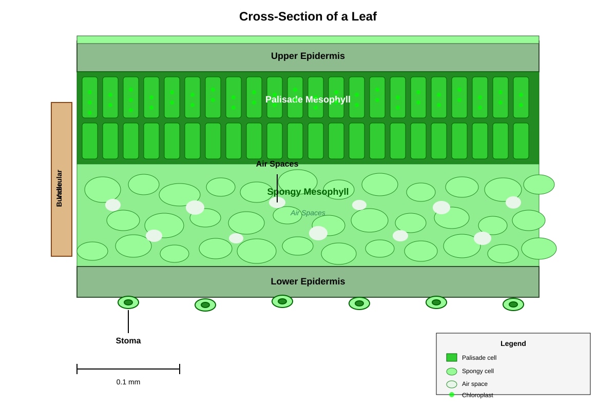 Diagram for Q15 (P5 Science)