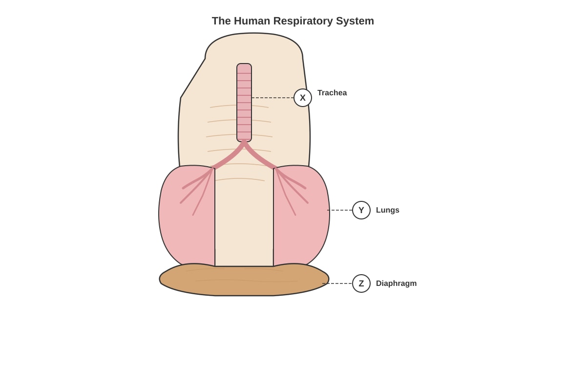 Diagram for Q24 (P5 Science)